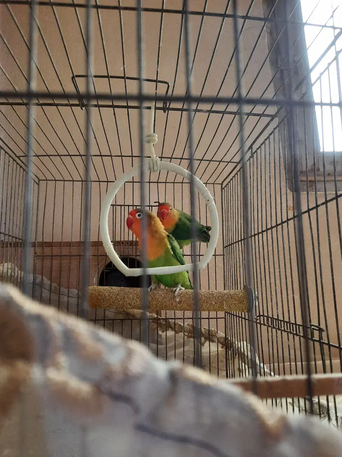 طوطی برزیلی فیشر جفت|پرنده|ماهدشت, |دیوار