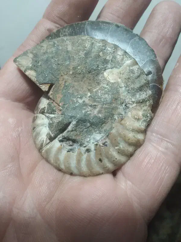 آمونیت ۶۵ میلیون ساله اصلی و به ضمانت|جواهرات|رامسر, |دیوار