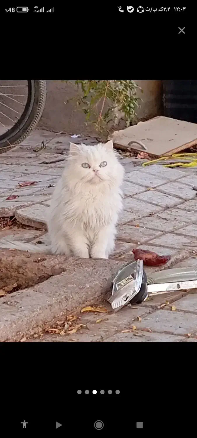 دو عدد گربه نر و ماده پرشین خشکل عروسک|گربه|تربتحیدریه, کلاته توکلی|دیوار