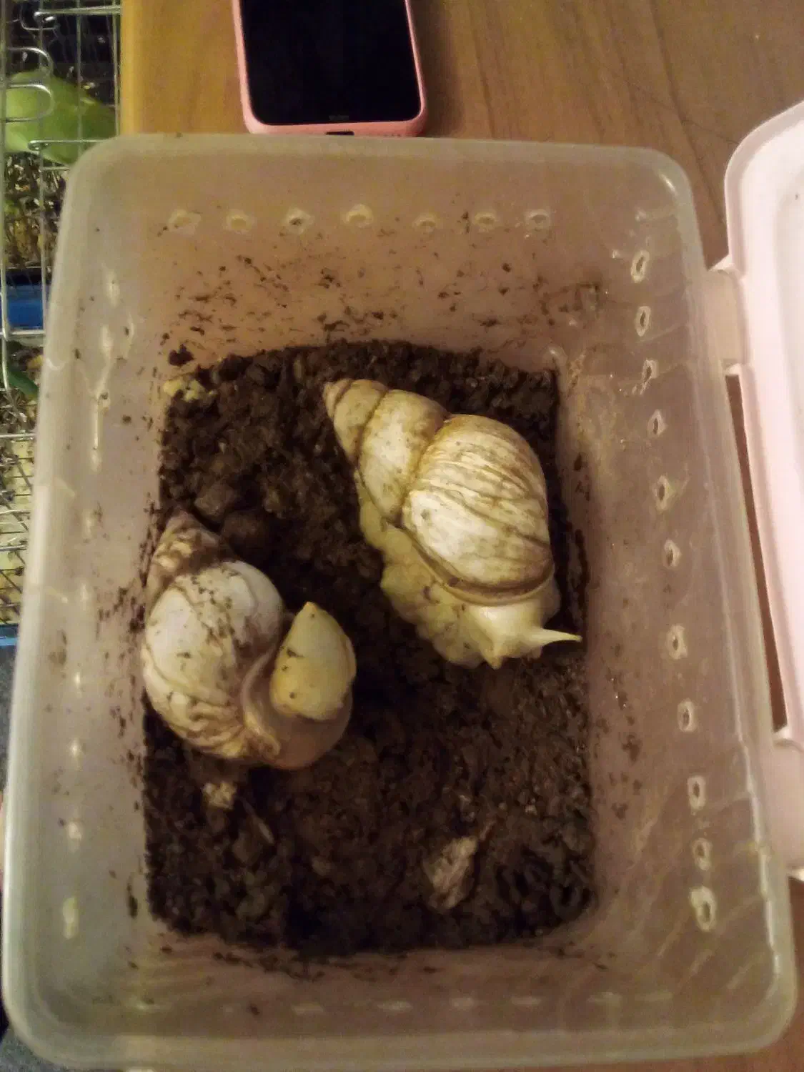 حلزون|خزنده|تبریز, |دیوار