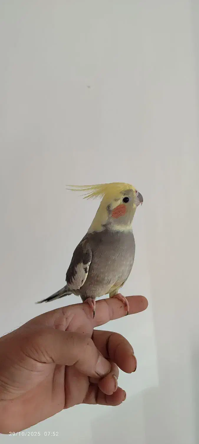 عروس هلندی|پرنده|علیآباد کتول, |دیوار