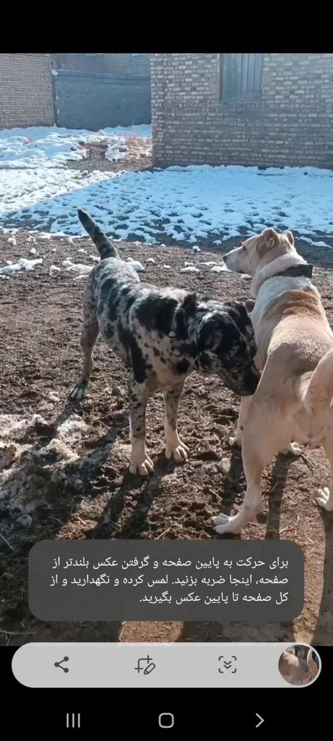 سگ سرابی|حیوانات|تربت جام, میان جام|دیوار