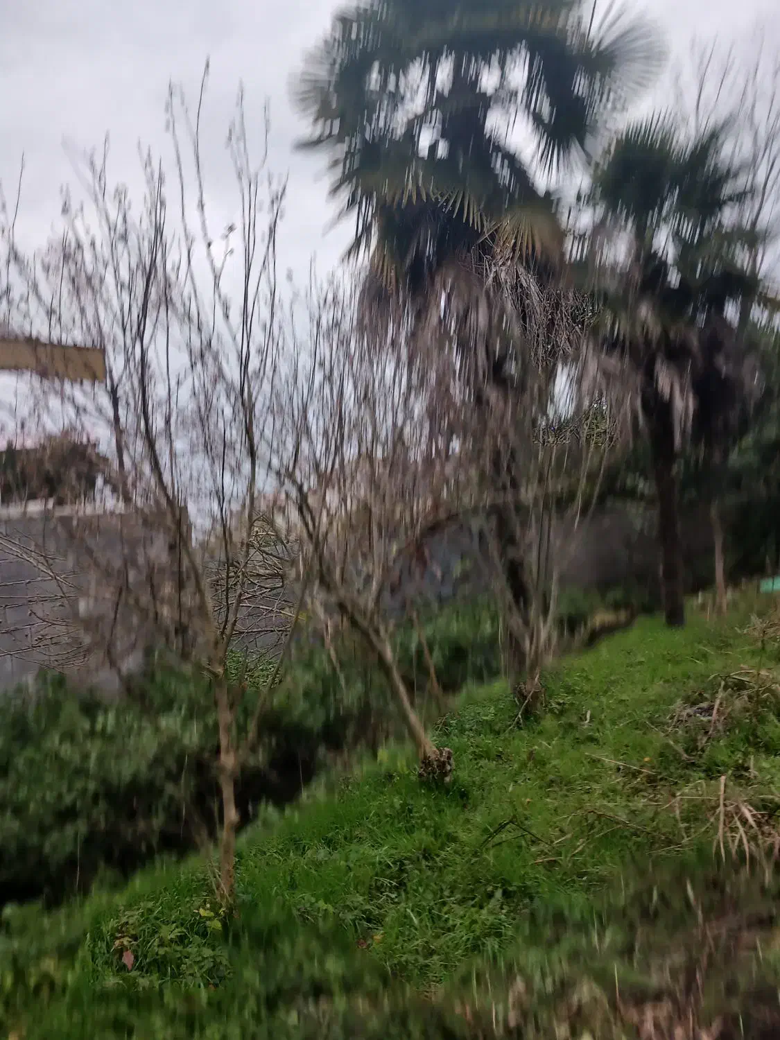 درخت پالم|گل و گیاه طبیعی|دالخانی, |دیوار