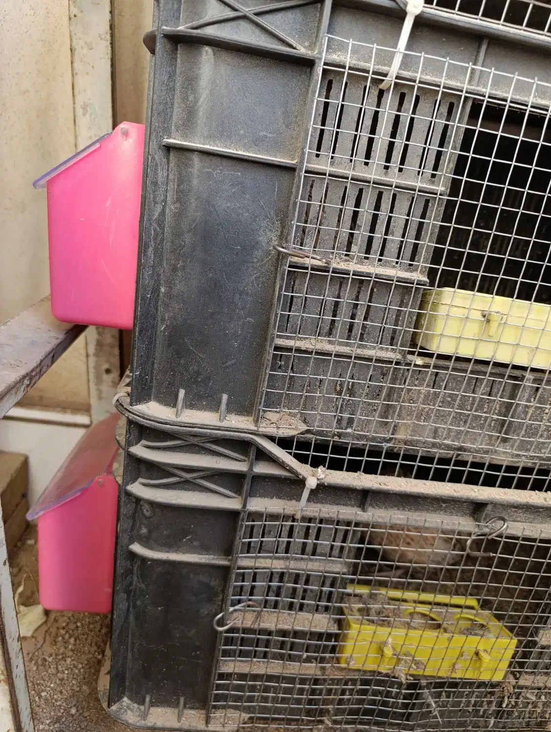 5عدد بلدرچین با لانه|حیوانات مزرعه|پاکدشت, خاتون آباد|دیوار