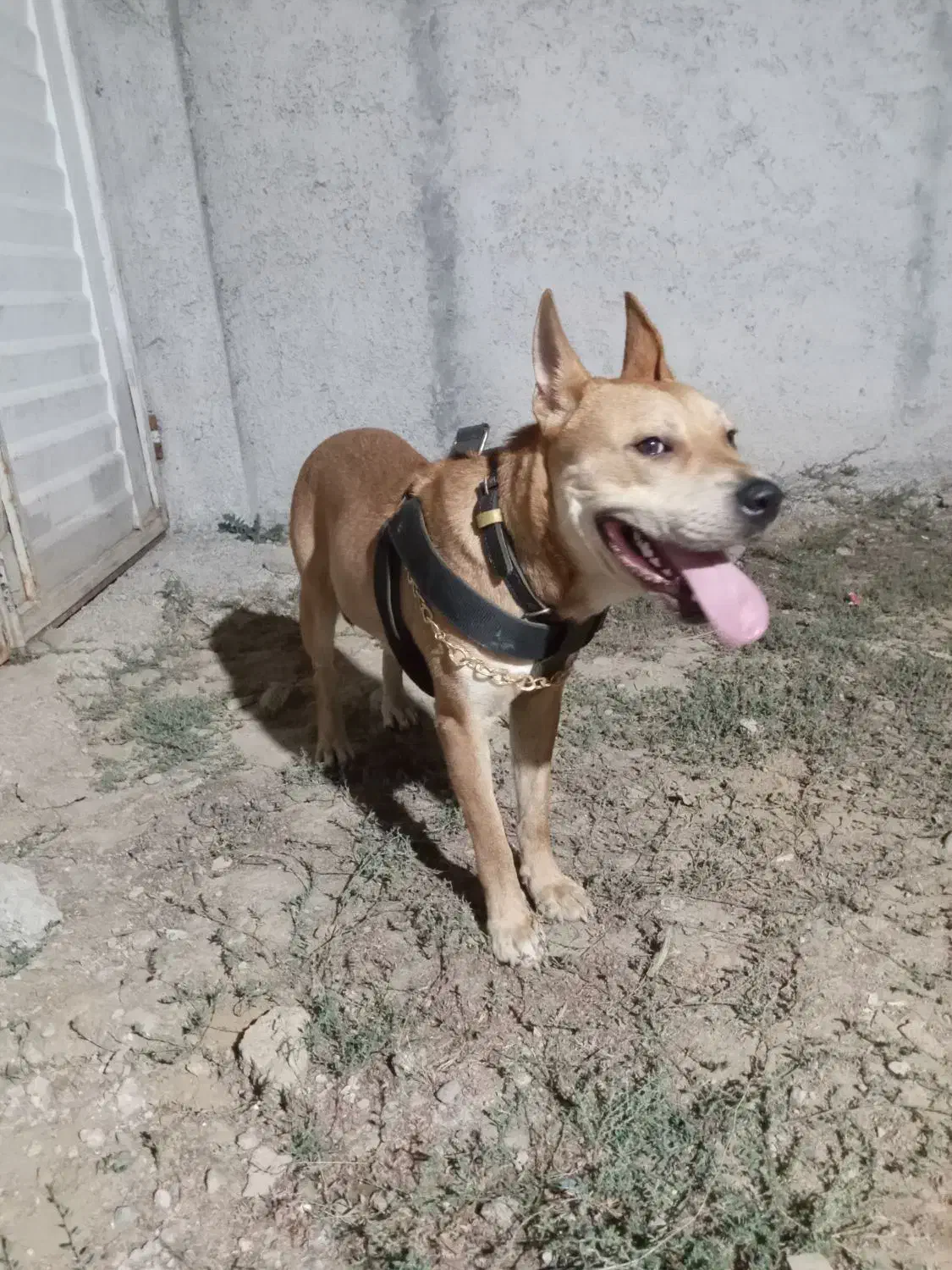 سگ دیانگورد آرژانتین پیتوبل|سگ|تولم شهر, |دیوار