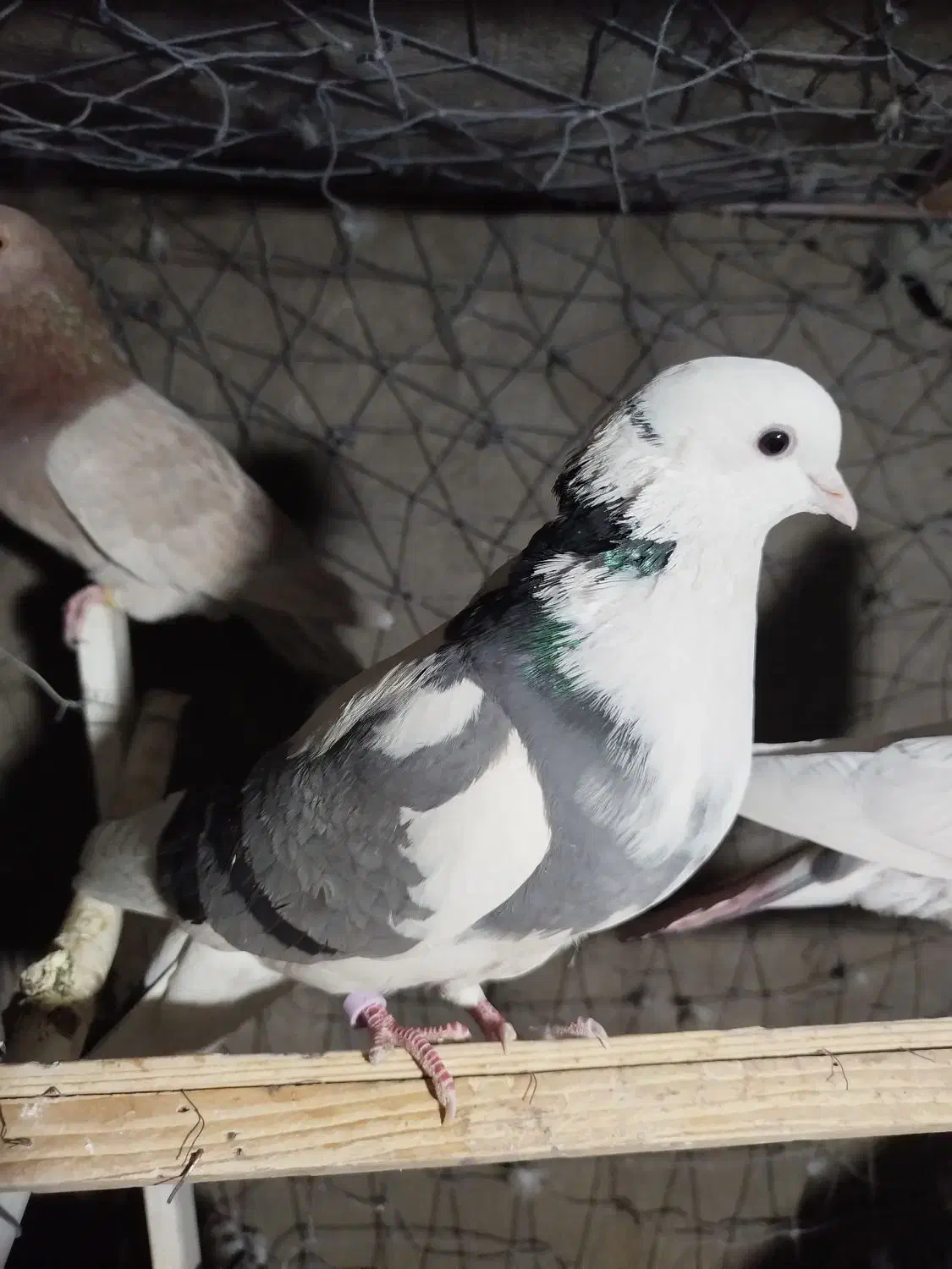 کبوتر پرشی|پرنده|تهران, خاک سفید|دیوار