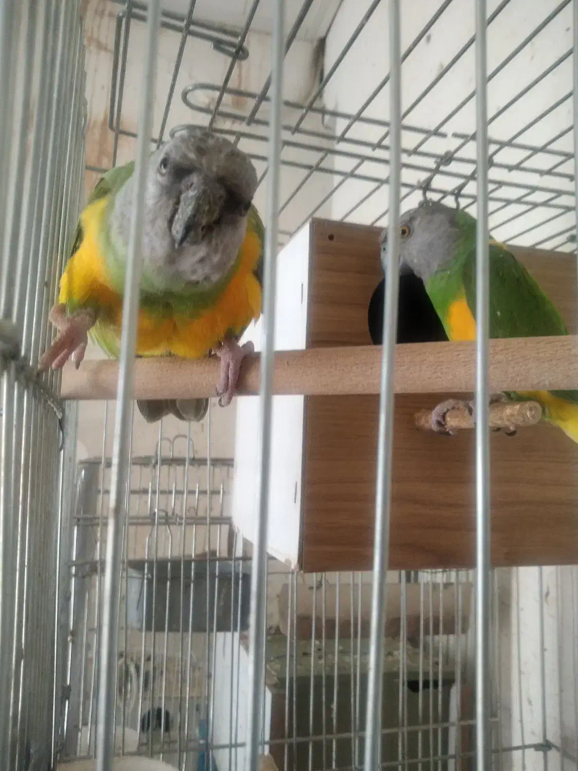 فروش چندجفت پرنده|پرنده|کرمان, |دیوار