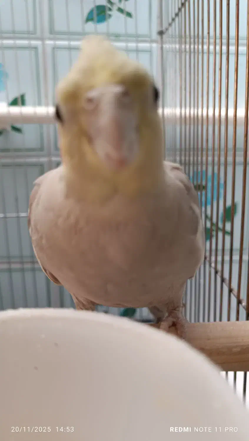 عروس هلندی نژاد دارچینی|پرنده|تاکستان, |دیوار