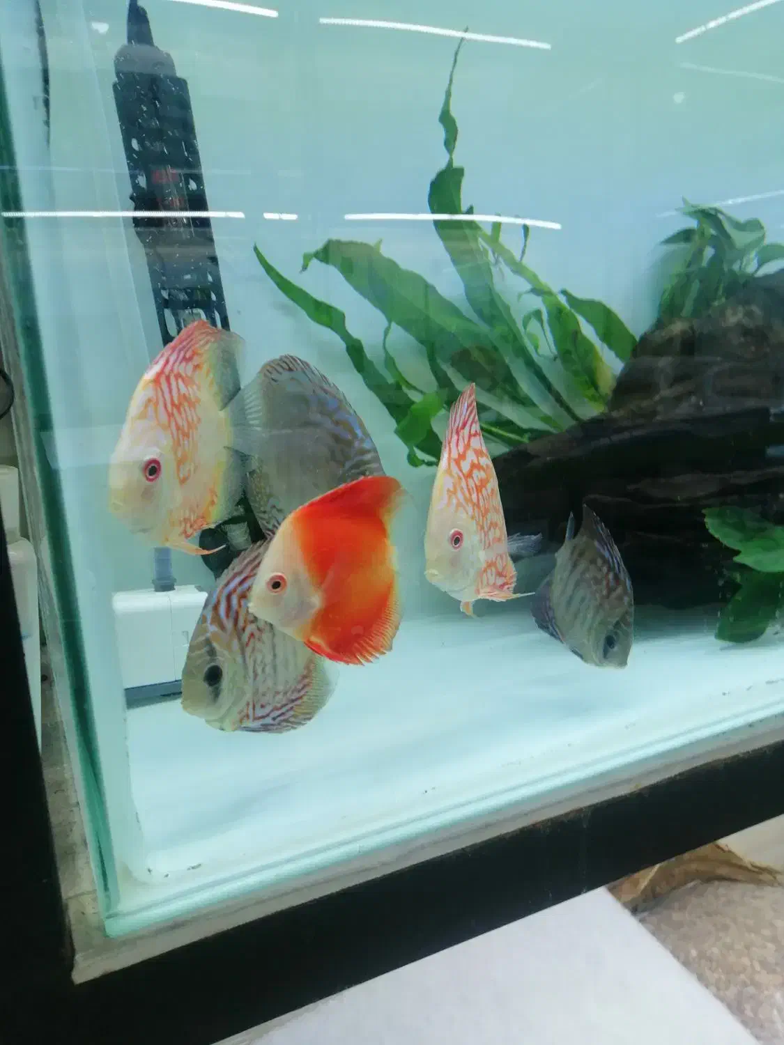 آکواریوم اسکار|ماهی|بیجار, |دیوار