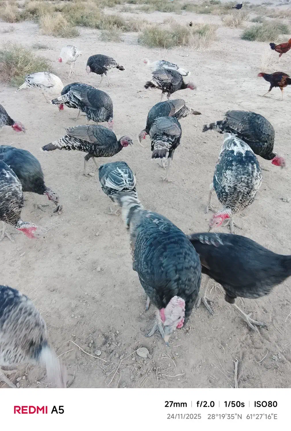 حیوانات مزرعه|حیوانات مزرعه|خاش, |دیوار