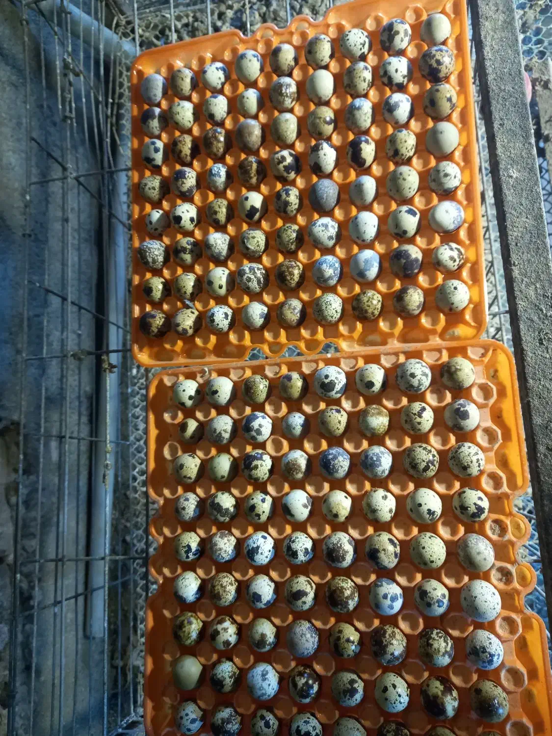 تخم نطفه دار بلدرچین|حیوانات مزرعه|سبزوار, طبرسی (جعفرآباد)|دیوار