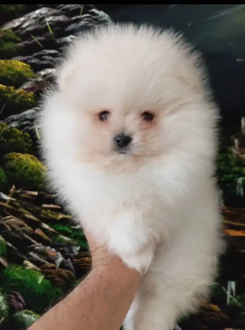 توله سگ|سگ|وحیدیه, |دیوار