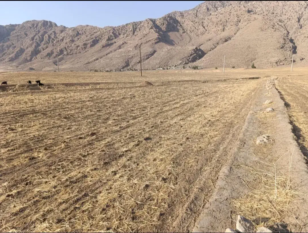 فروش زمین کشاورزی پیان|فروش دفتر صنعتی، کشاورزی، تجاری|ایذه, |دیوار