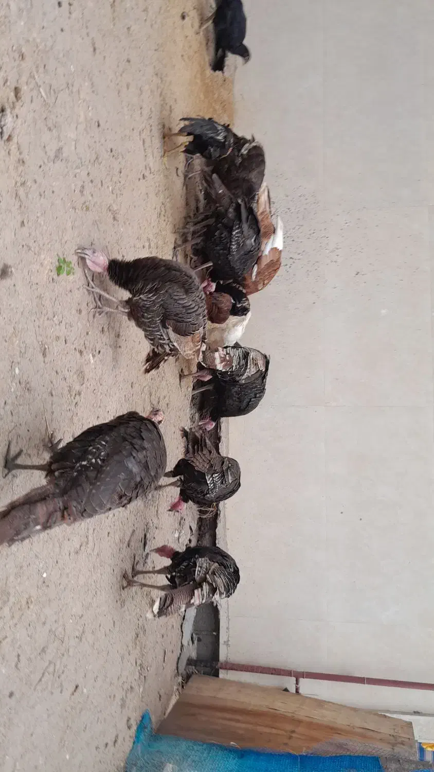 نطفه دار اردک و بوقلمون|حیوانات مزرعه|سنگر, |دیوار