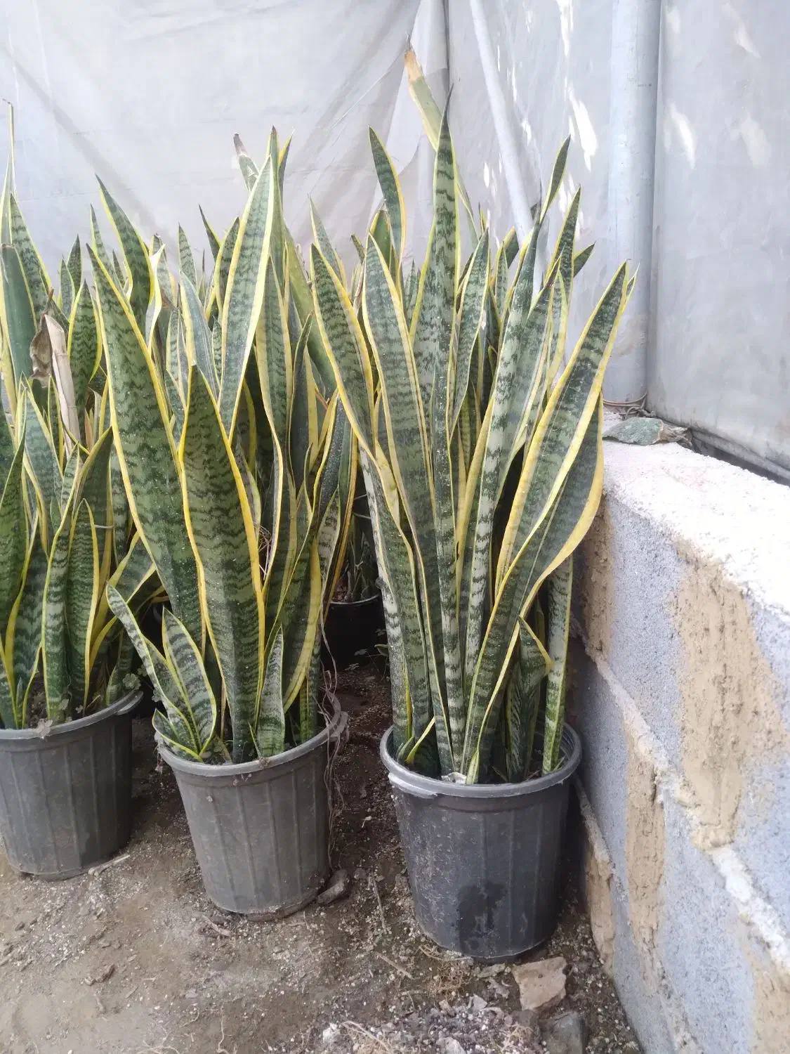 گل سانس|گل و گیاه طبیعی|بابل, |دیوار