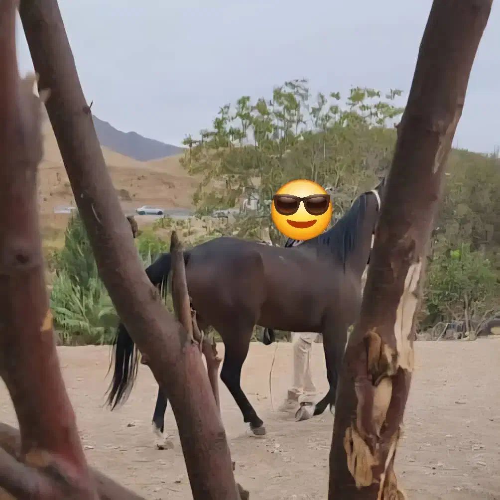 اسب آیین هوا|اسب و تجهیزات اسبسواری|خرمآباد, |دیوار