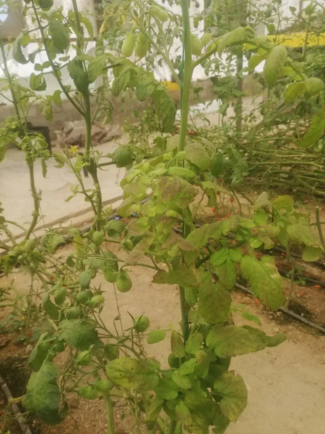 استخدام نیروی خانم برای گلخانه|استخدام صنعتی، فنی، مهندسی|بیرجند, |دیوار