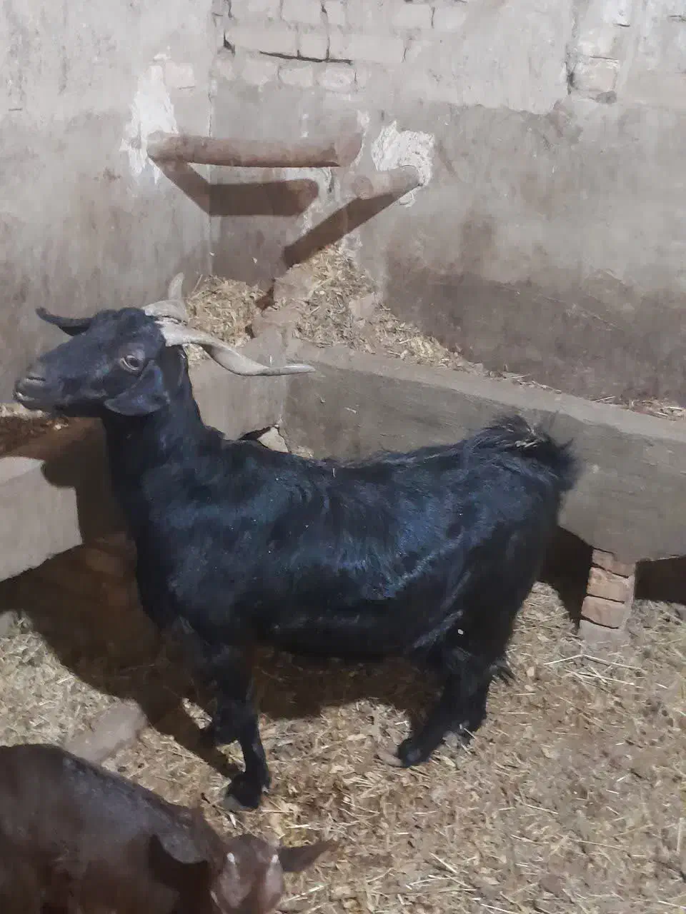 فروش بز سانا و کوردی درجه یک|حیوانات مزرعه|تفت, |دیوار