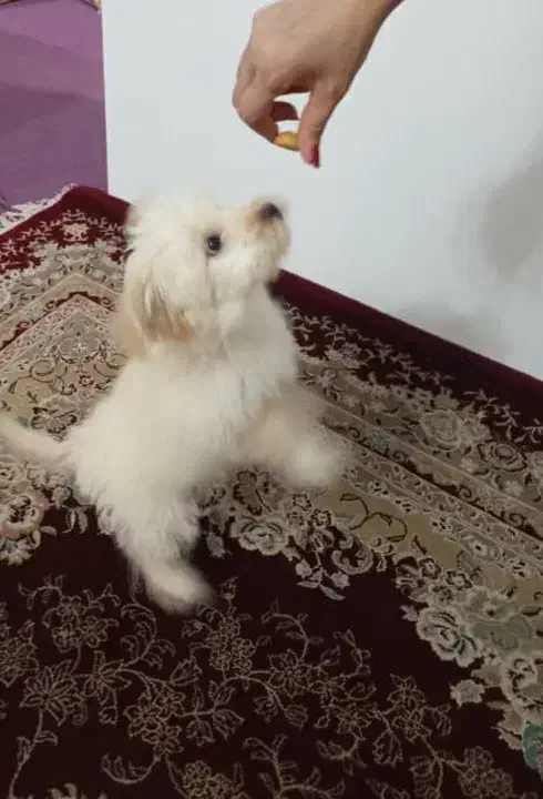 تریر|سگ|تبریز, |دیوار