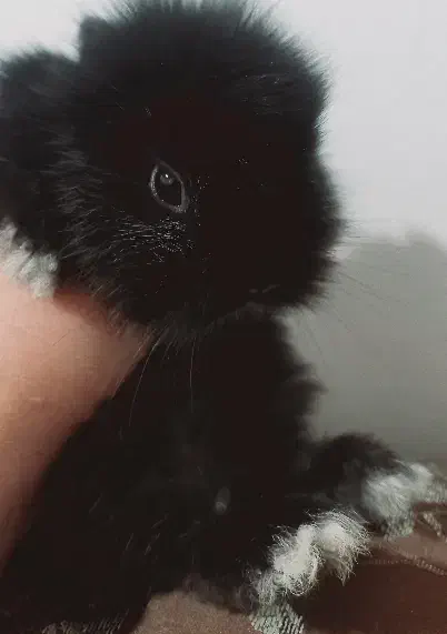 بچه خرگوش رنگی مشکی مخملی نژاد دار|موش و خرگوش|یزد, |دیوار