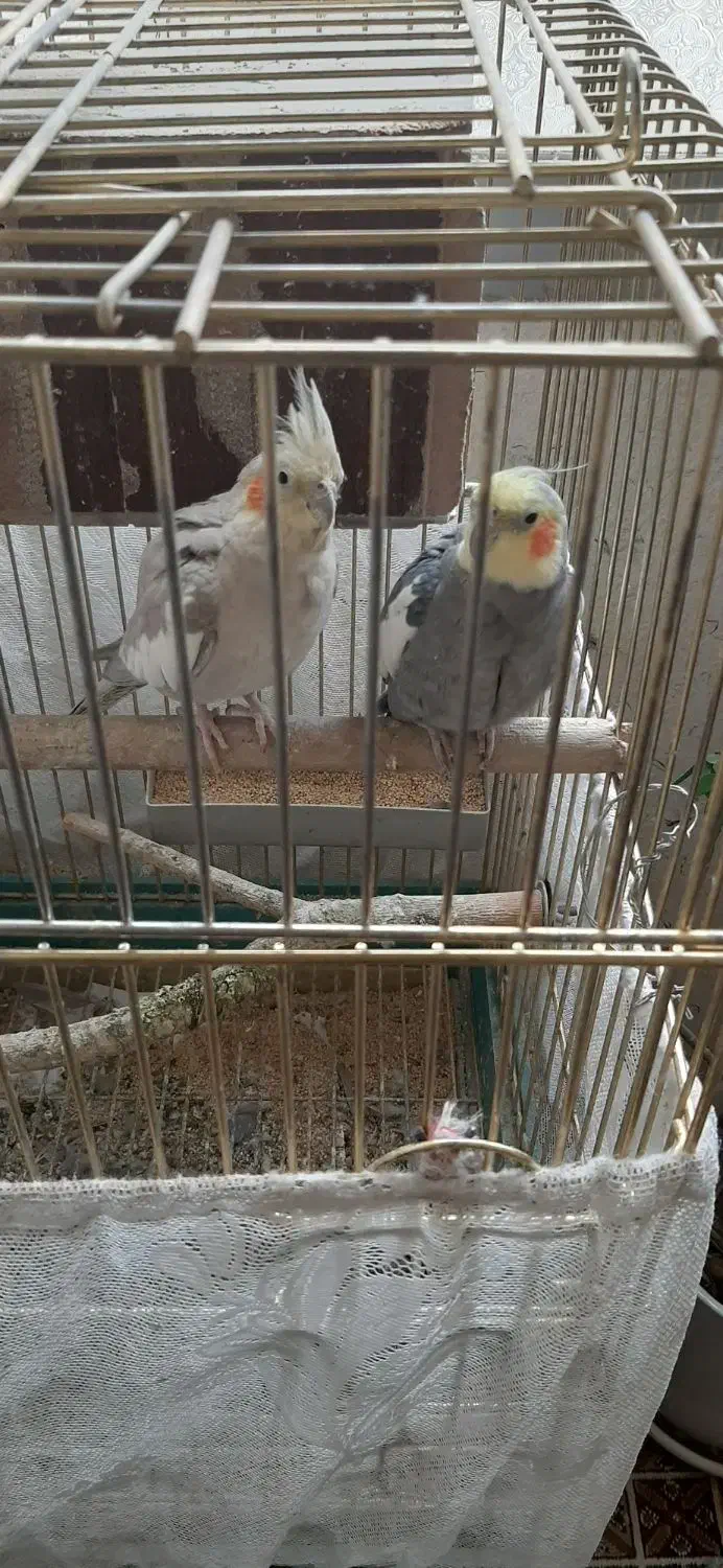 عروس هلندی جفت|پرنده|ری, ظهیرآباد|دیوار