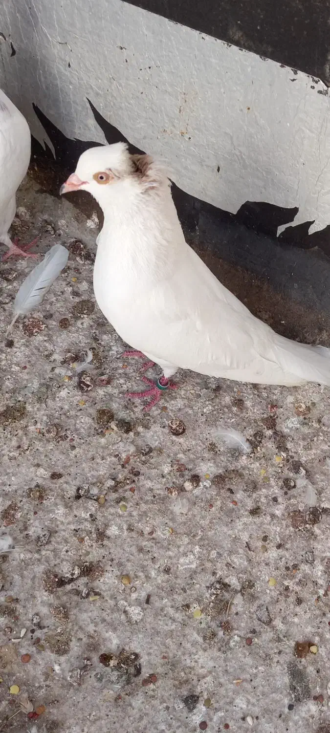 کفتر سفید گمشده|حیوانات|بندرعباس, |دیوار