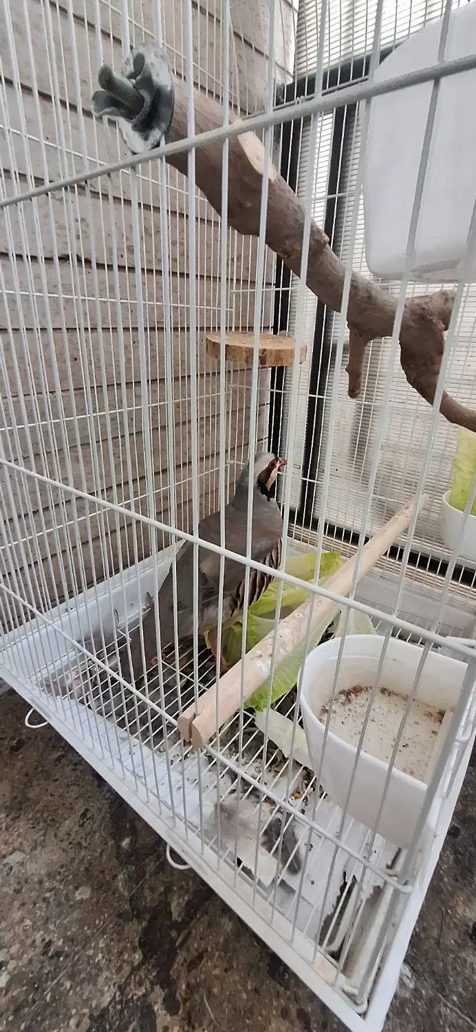 بلدرچین|پرنده|تهران, جوانمردان (اندیشه)|دیوار