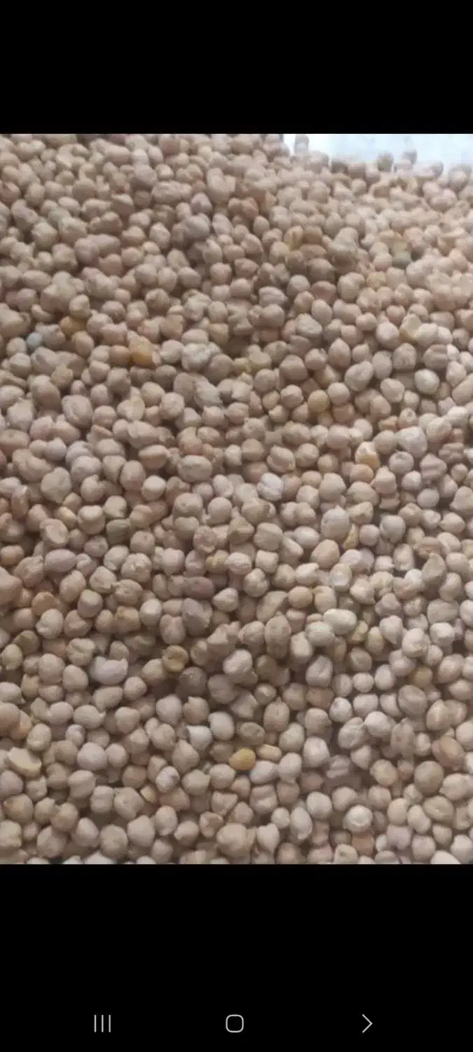 نخوددیمه|خوردنی و آشامیدنی|مشهد, کوی المهدی|دیوار