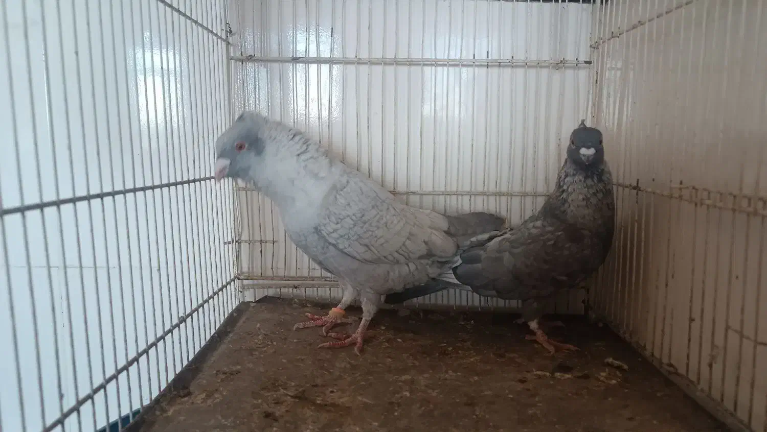 چند جفت کبوتر|پرنده|شهرآباد, |دیوار