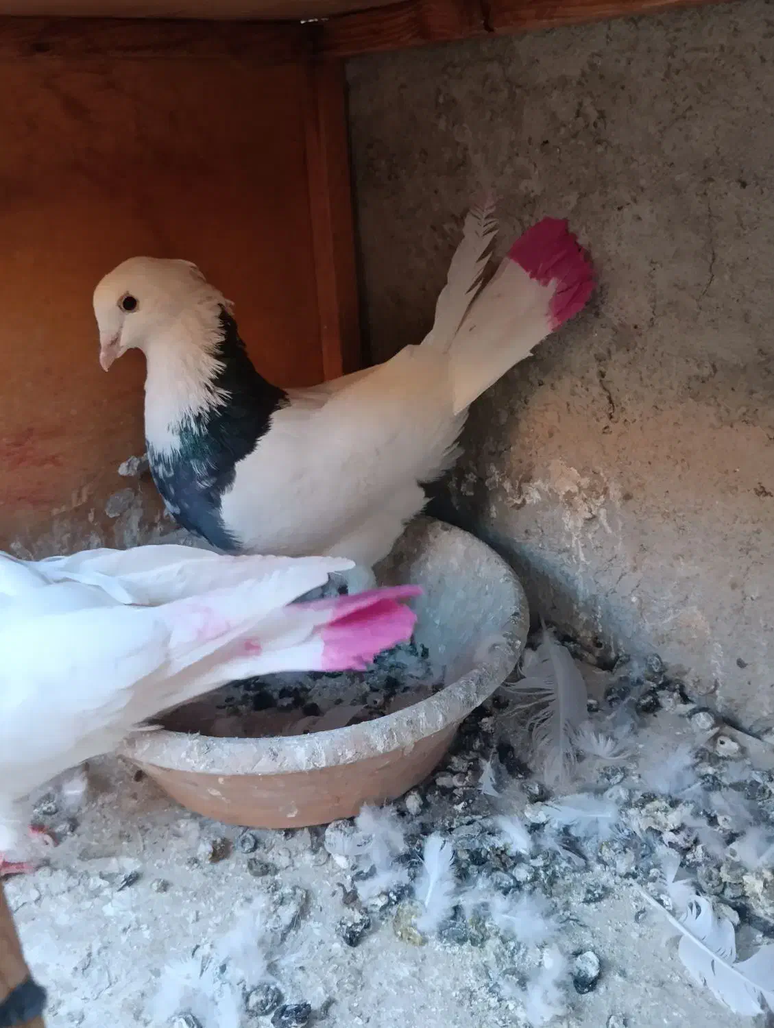 کفتر طوقی|پرنده|شهریار, شهرک بهاران (ویره)|دیوار