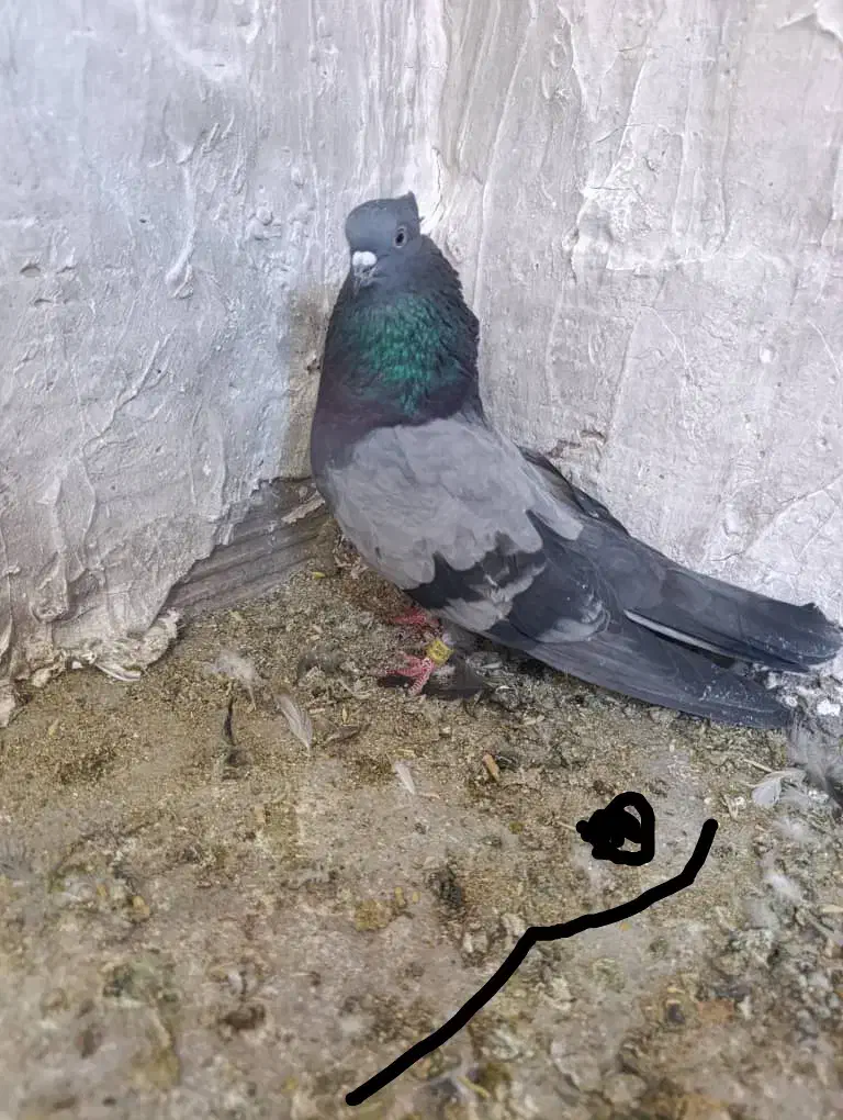 نرماده سبرملقی کلاهی استوره|پرنده|بم, |دیوار