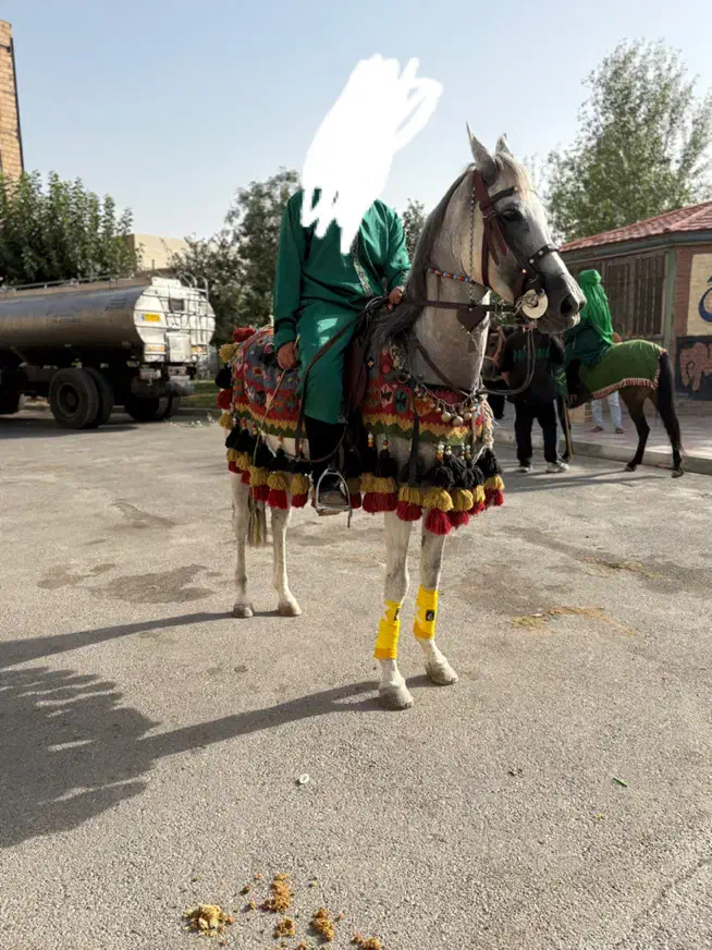 اسب مادیون عرب یک سر|اسب و تجهیزات اسب‌سواری|ورامین, ورامین|دیوار