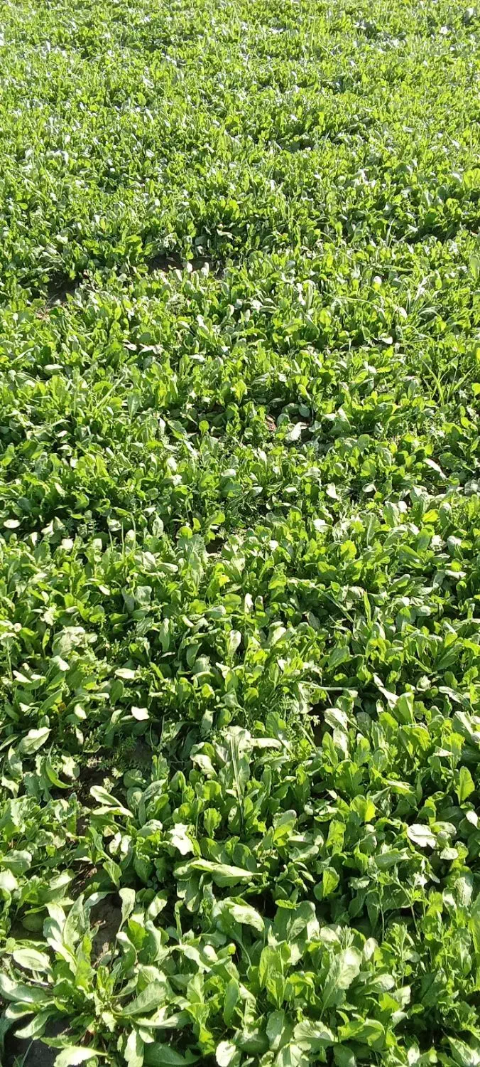 سبزی شاهی|خوردنی و آشامیدنی|گرگان, |دیوار