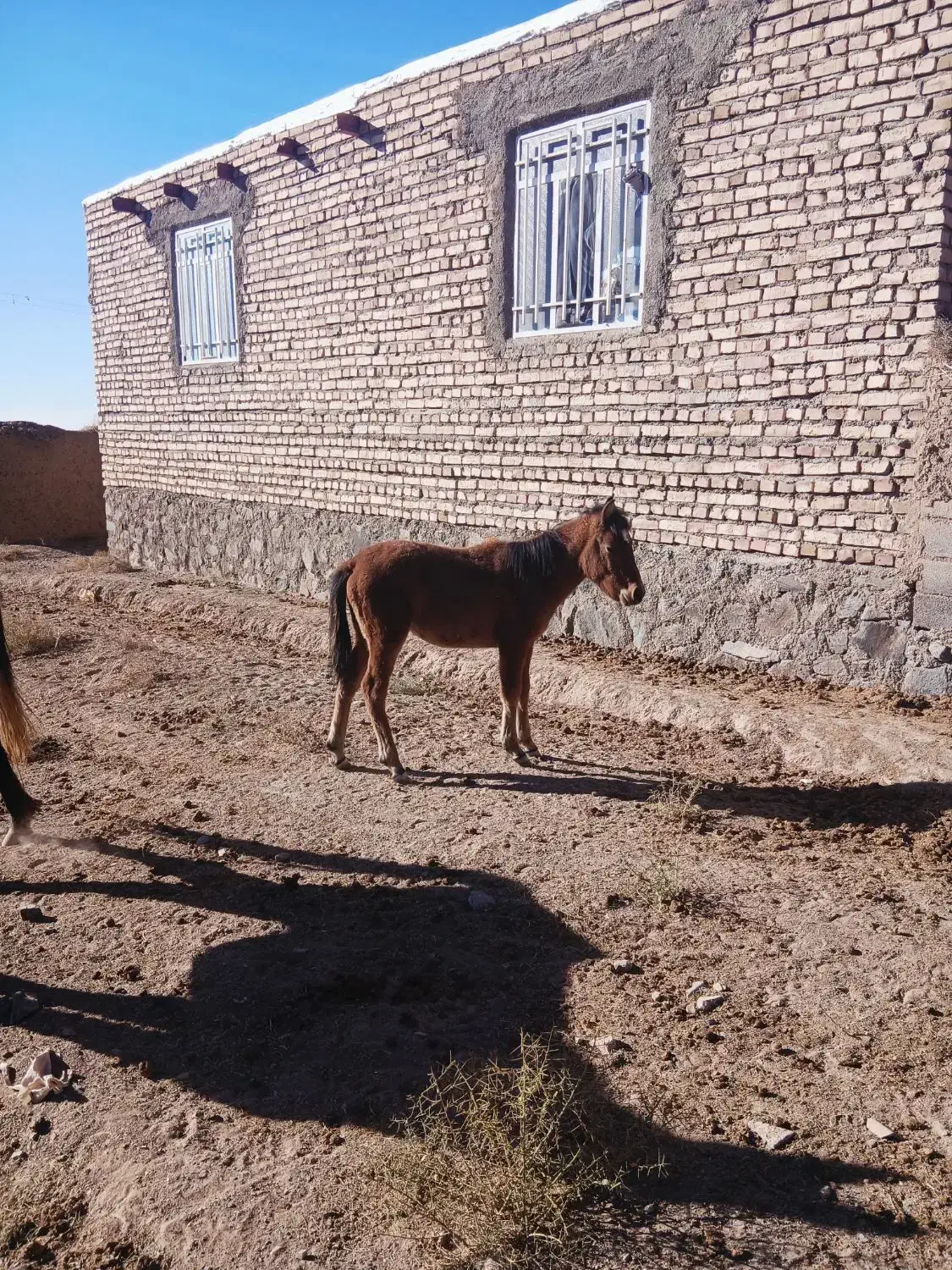 کره اسب|اسب و تجهیزات اسب‌سواری|تربت جام, جامرود|دیوار