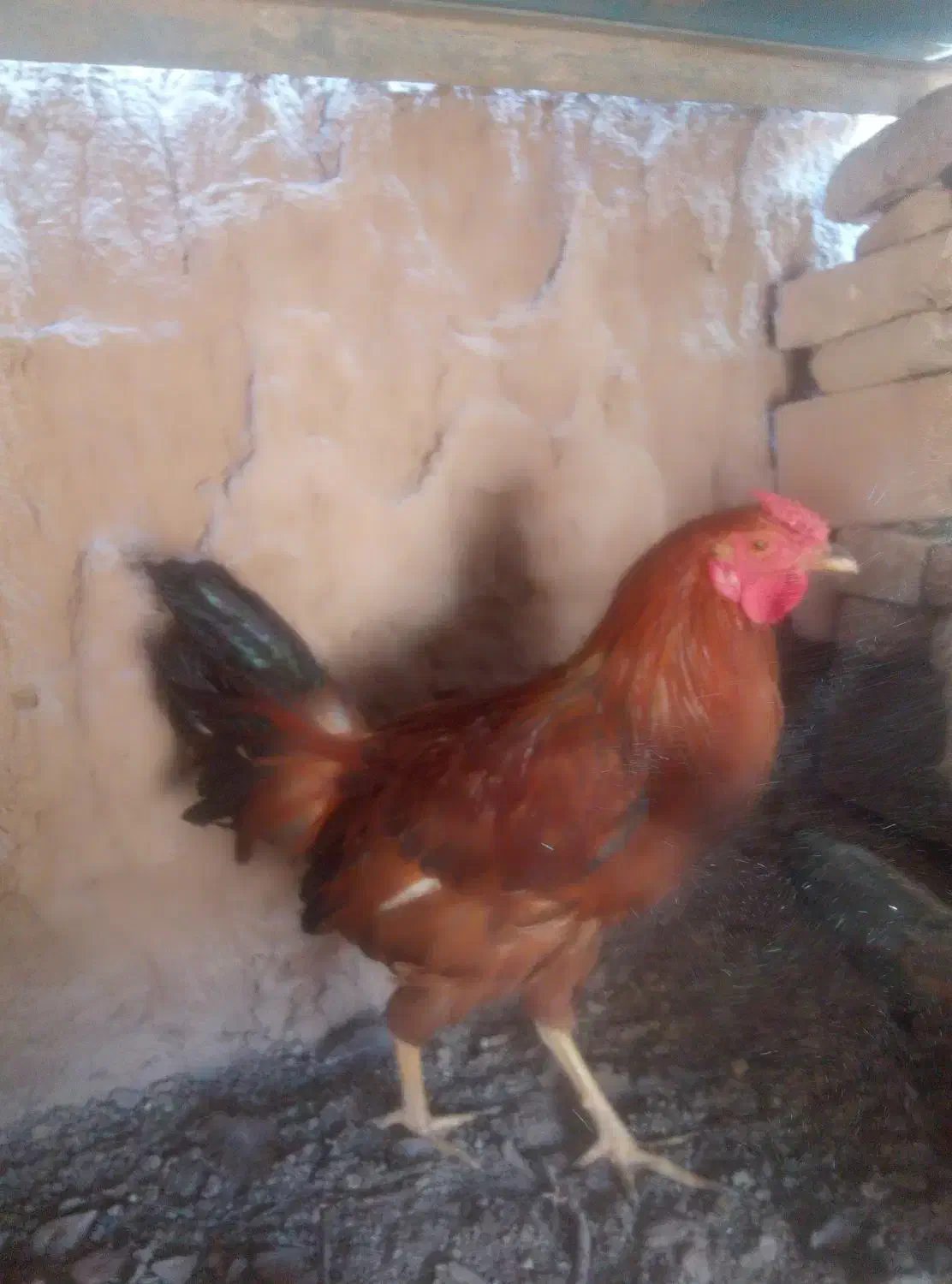 روده خروس زیبا|حیوانات مزرعه|سرایان, |دیوار