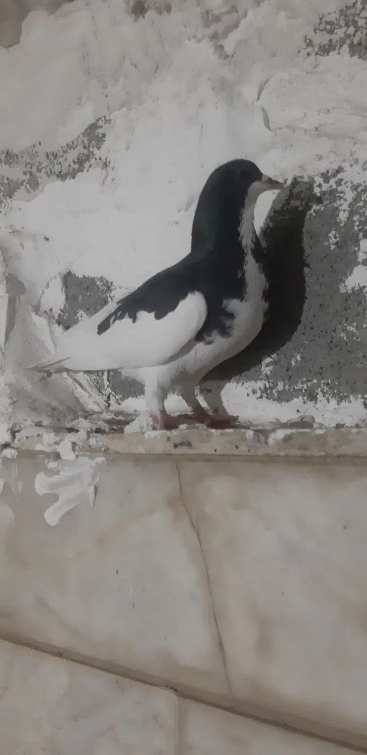 کفتر|پرنده|شیراز, پودنک|دیوار