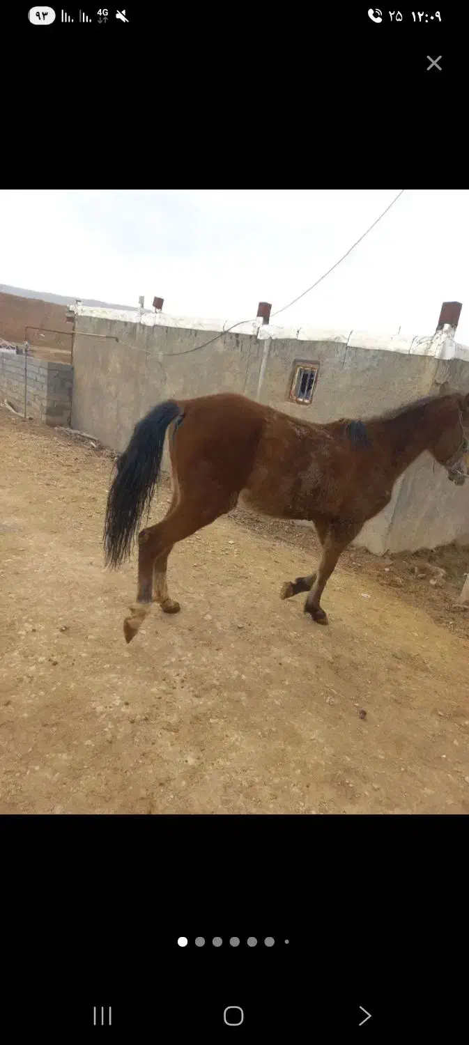 اسب|فعالیت داوطلبانه|کوهدشت, |دیوار