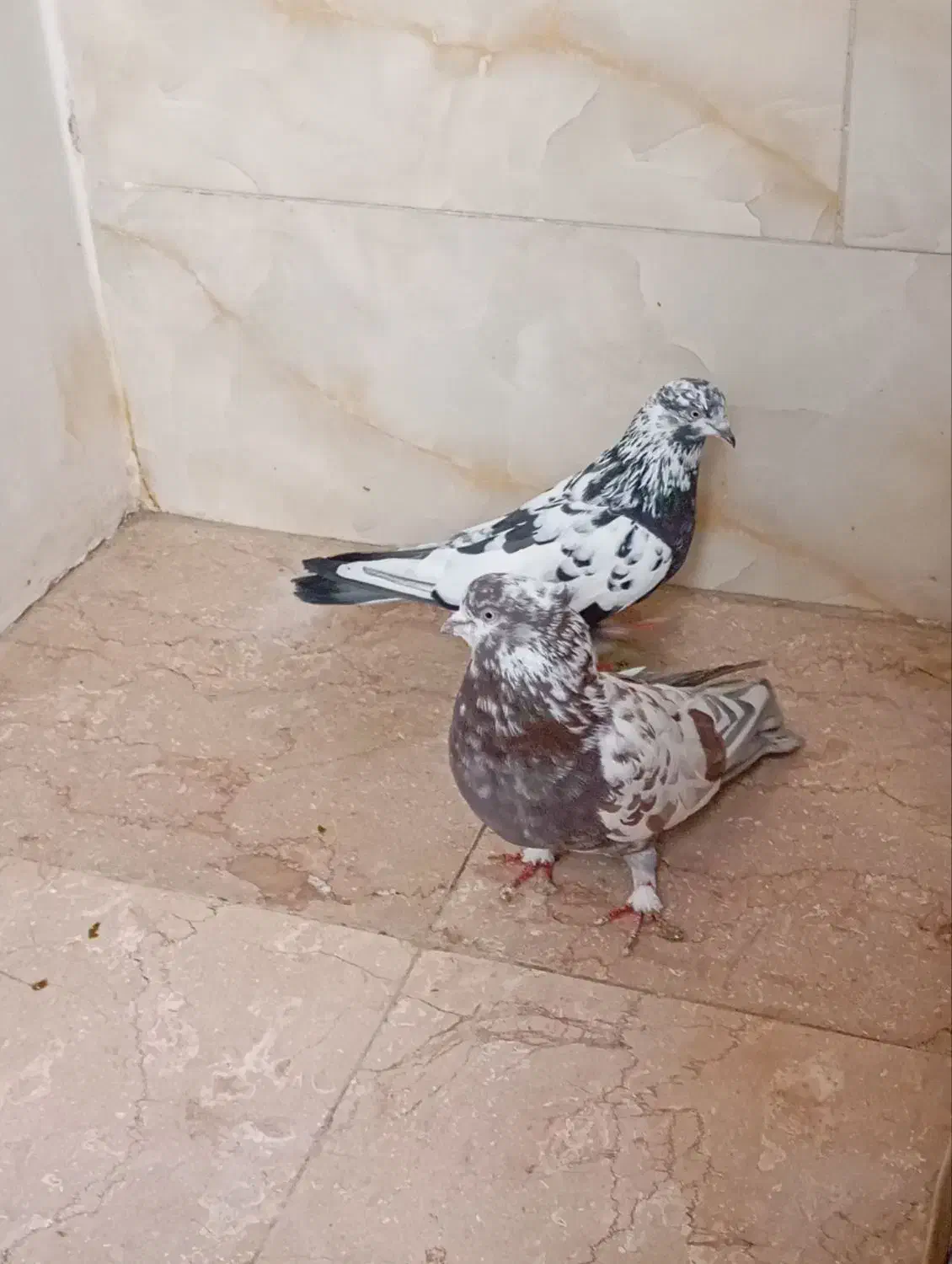 کبوتر|پرنده|پاکدشت, پاکدشت (مامازند)|دیوار