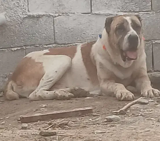 سگ آلابای جوان دهن پاک|سگ|تهران, تهرانپارس شرقی|دیوار