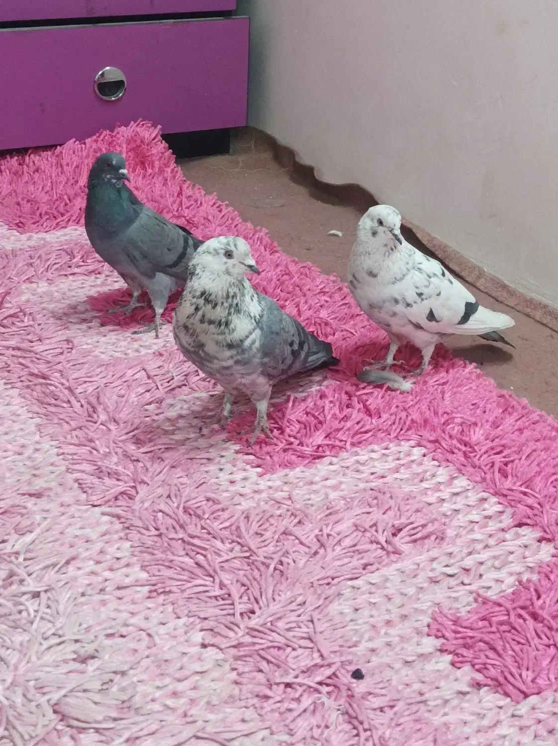 کفتر قاره|پرنده|تهران, شهرک رضویه|دیوار