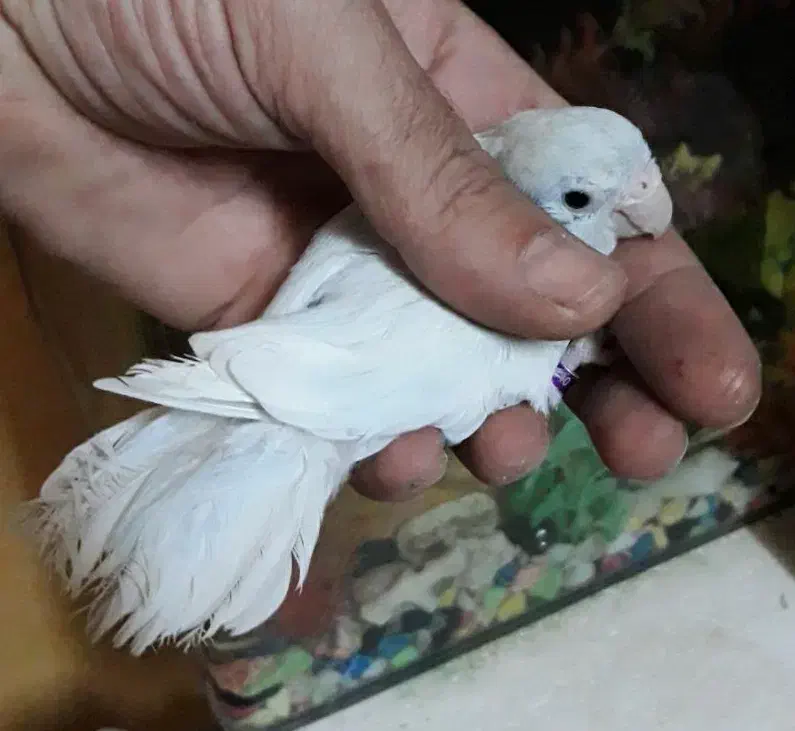 طوطی پروتلت آمریکن وایت(سفید) ماده بالغ وآماده جفت|پرنده|قائمشهر, |دیوار