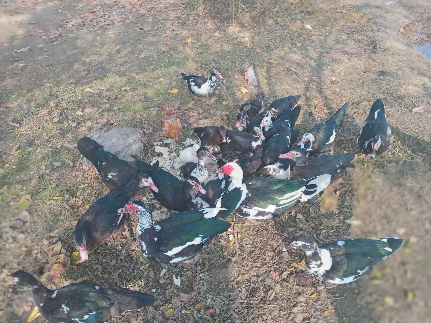 اردک شمال|حیوانات مزرعه|انزل, |دیوار