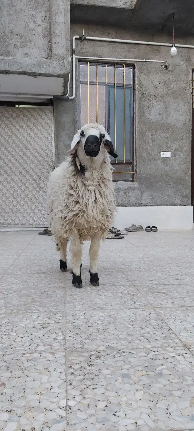 بره نر قوچ گوسفند|حیوانات مزرعه|زاهدان, |دیوار