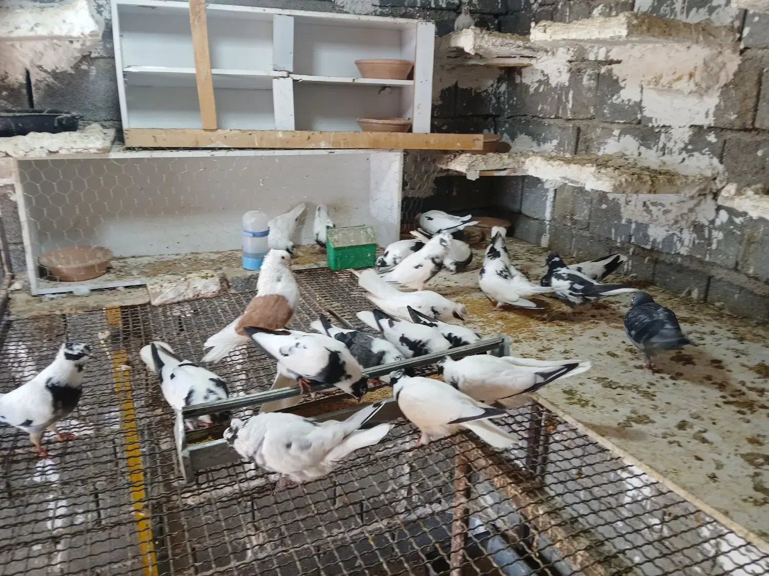 کبوتر شاپر|پرنده|ملکشاهی, |دیوار