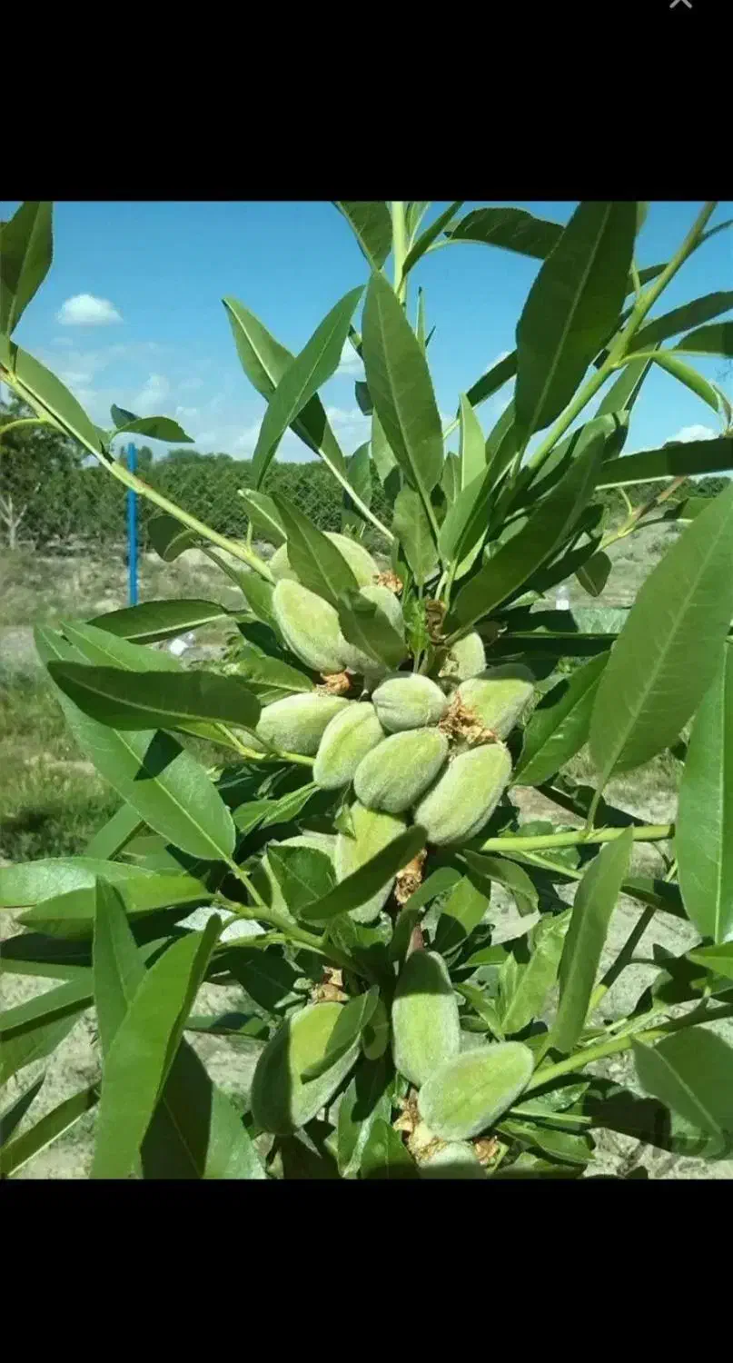 سم پاشی درخت، هریس درخت، فروش درختان و پیوند زنی|خدمات باغبانی و درختکاری|تبریز, |دیوار