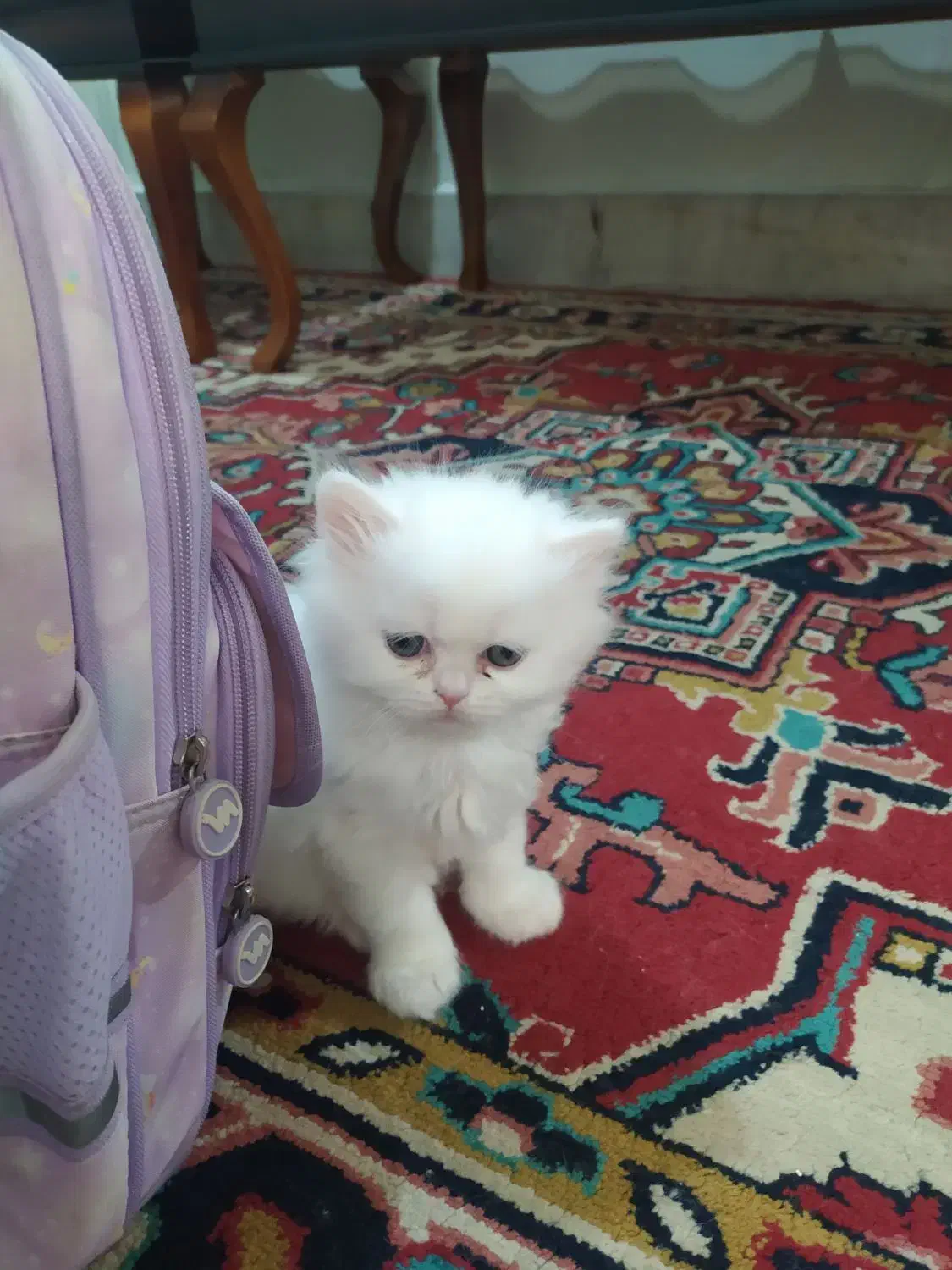 میکس پرشین و بریتیش سفید|گربه|تبریز, |دیوار