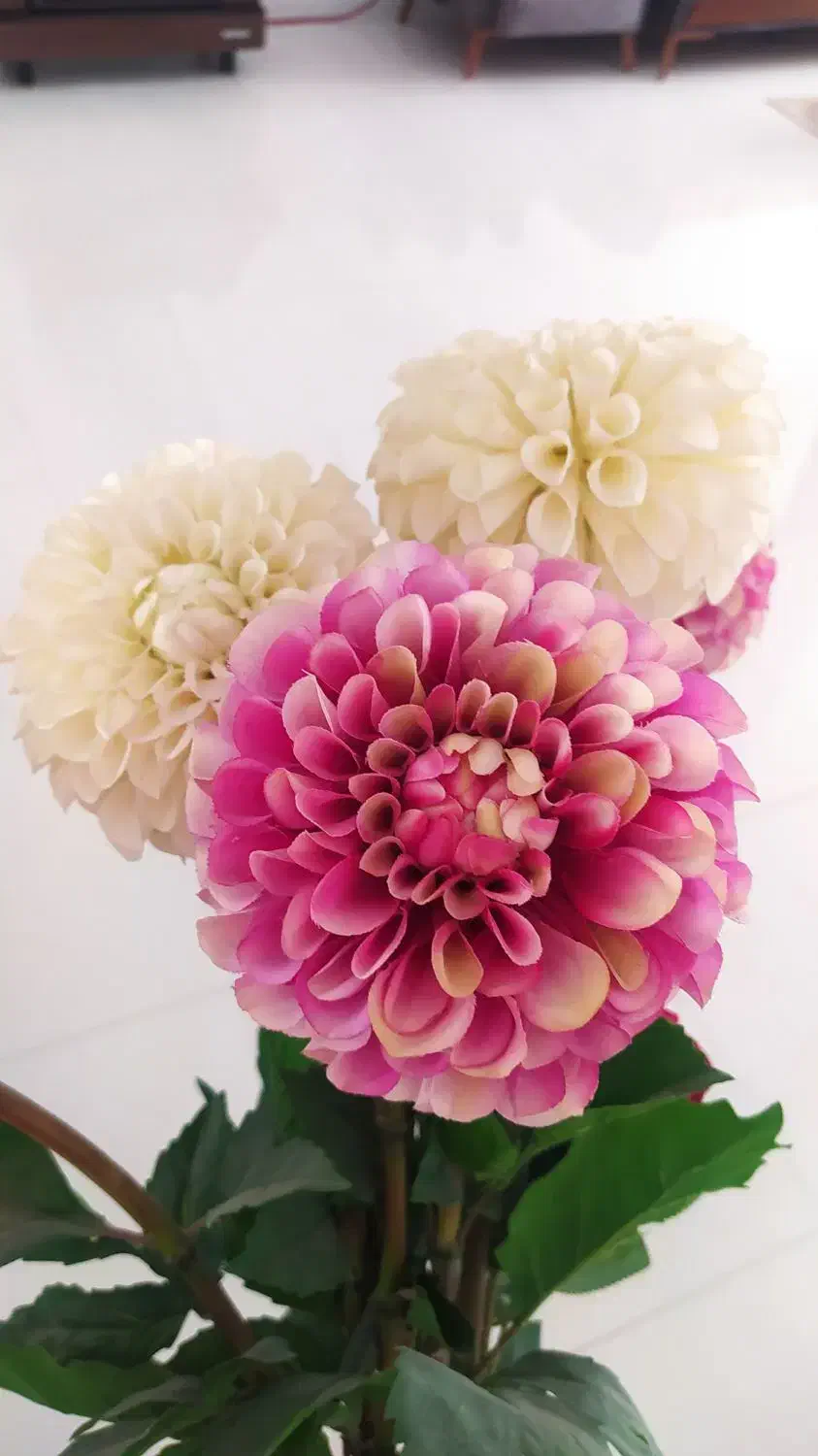 گل زیبا|گل مصنوعی|اراک, |دیوار