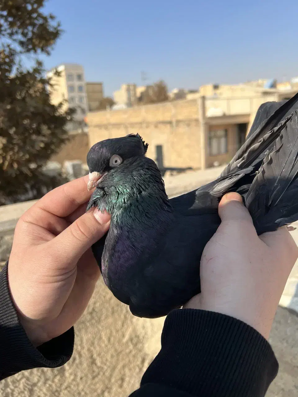 کفتر زاغ ابادانی|پرنده|کرج, حصارک پایین|دیوار