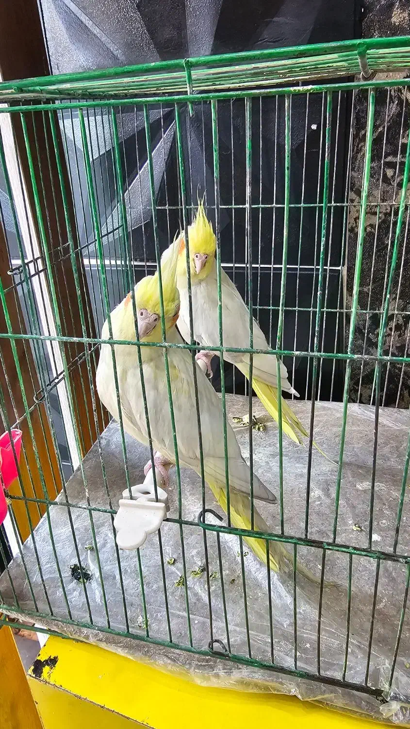 یک جفت عروس هلندی لوتینو|پرنده|بوکان, |دیوار