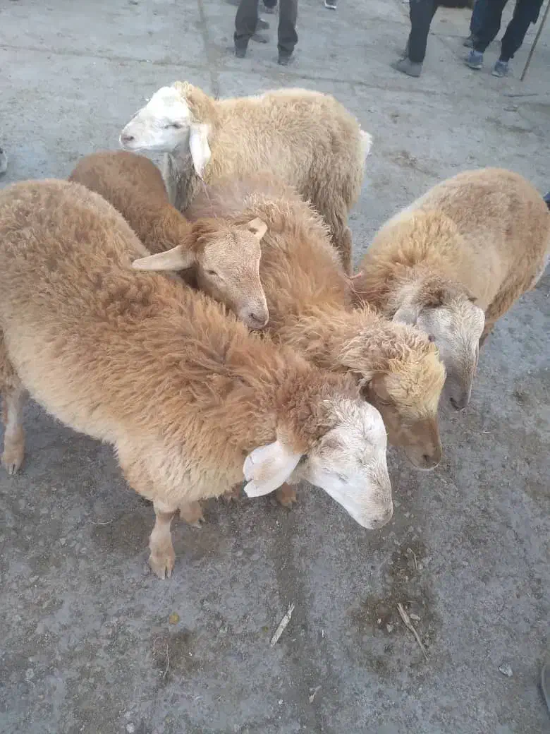 بره و قصابی|حیوانات مزرعه|بجنورد, |دیوار